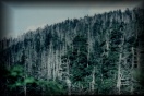 Spruce-fir forest in decline  Joel Harp