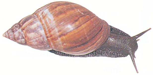 Achatina fulica. Foto por © Luiz R. Fontes