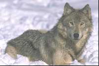 Image of a Wolf
