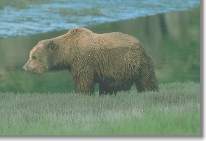 Image of a Grizzly Bear