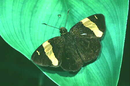 Dark Yellow-banded Flat