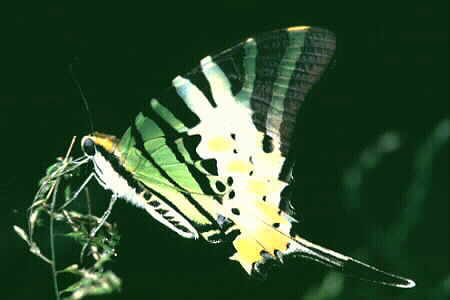 The Fivebar Swordtail