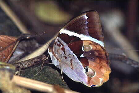 Tufted Jungle King