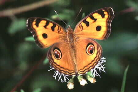 The Peacock Pansy