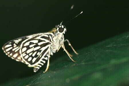 Plastingia naga