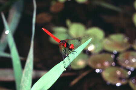 Nannophya pygmea