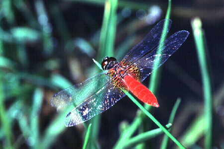 Red dragonfly