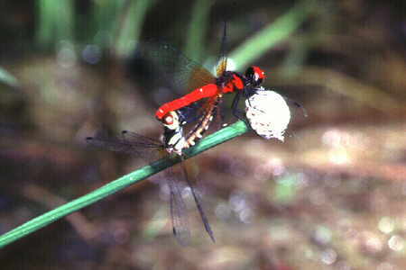 Nannophya pygmea (mating)