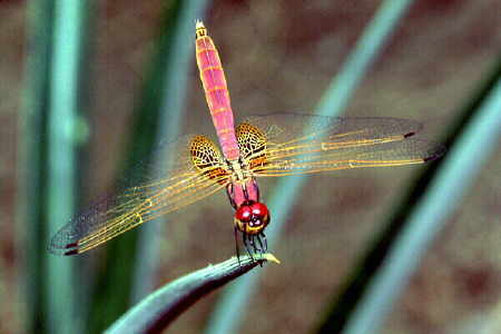 Dragonfly 9
