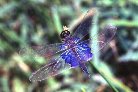 Dragonfly 10