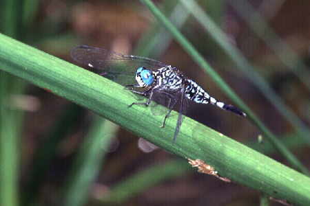 Acisoma panorpoides