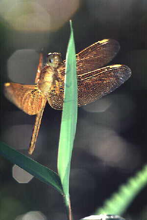 ?Neurothemis fluctuans