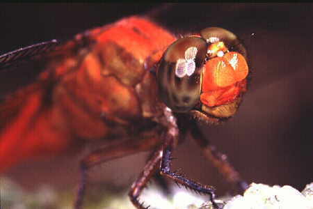 Dragonfly (close-up of face)