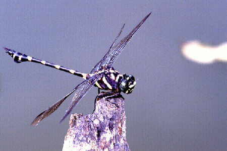 Ictinogomphus decoratus