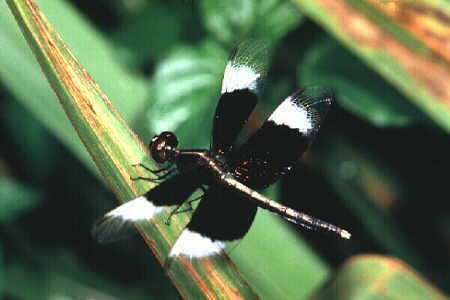 Neurothemis tulia