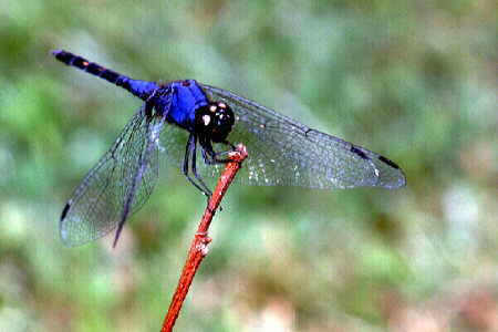 Trithemis festiva