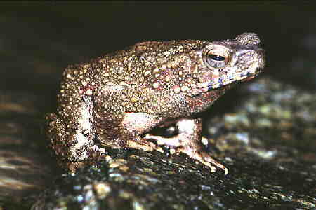 Giant Toad