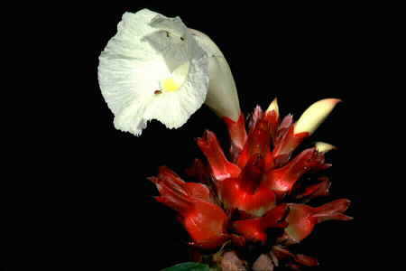 Costus speciosus. Copyright © Chin Fah Shin.