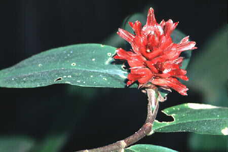 Costus speciosus