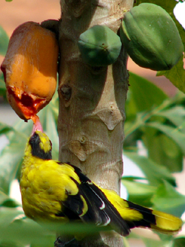 The Black Naped Oriole 