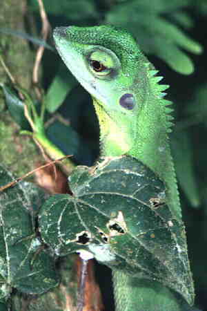 Green Crested Lizard