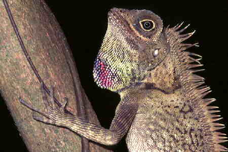 A tree lizard (family Agamidae). Copyright © Chin Fah Shin.