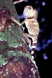 Tree Lizard