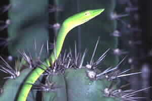 Oriental Whip Snake