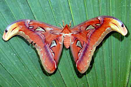 The Atlas Moth. Copyright © Chin Fah Shin.