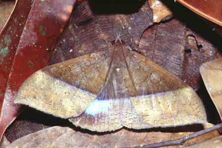 Ischyja inferna