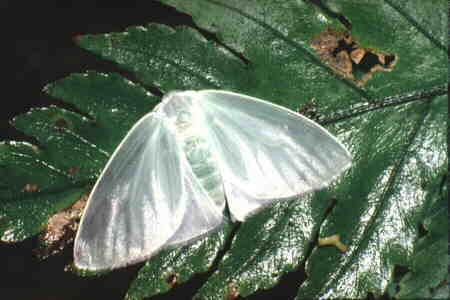 Leucoma sp