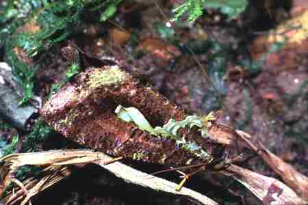 Yellow Underwing