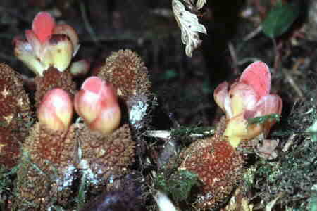 Balanophora sp.