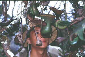 Nepenthes lowii pitchers along the trail