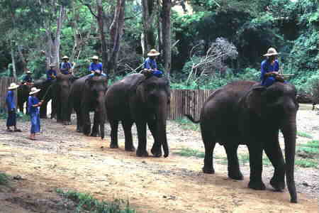 Jumbos head for the river.