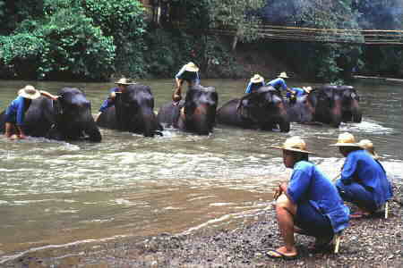 Jumbos get a soak and scrub.