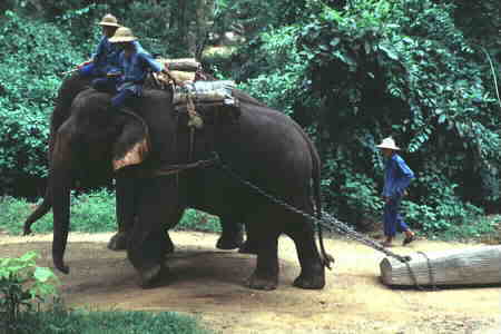 Jumbos pulling a log.