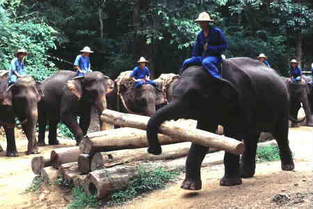 Jumbo lifting up a log.