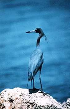 heron