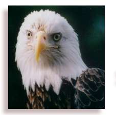 eagle
