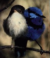 wrens
