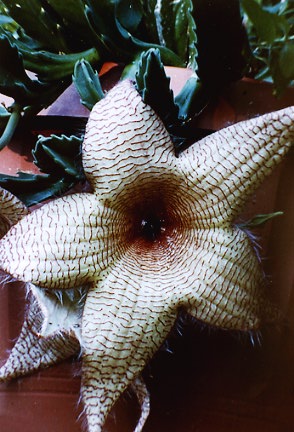 Stapelia gigantea