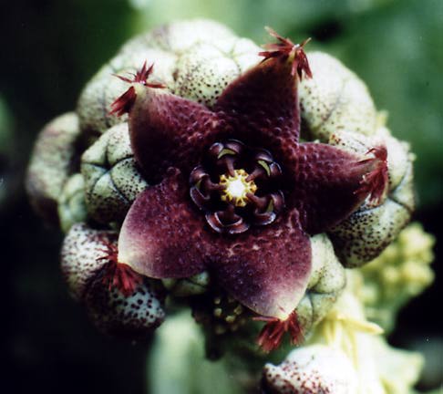 Caralluma shadbhana