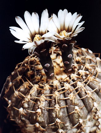 Gymnocalycium asterias