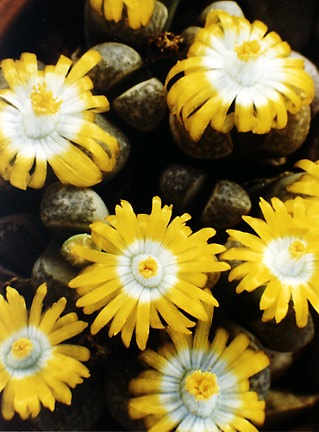 Lithops herrei