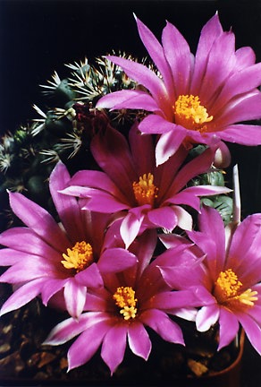 Mammillaria schumannii