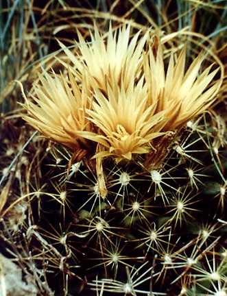 Coryphantha missouriensis