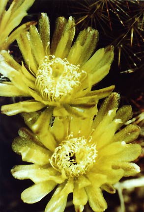 Echinocereus viridiflorus