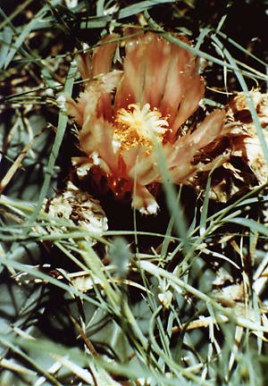 Homolocephala texensis