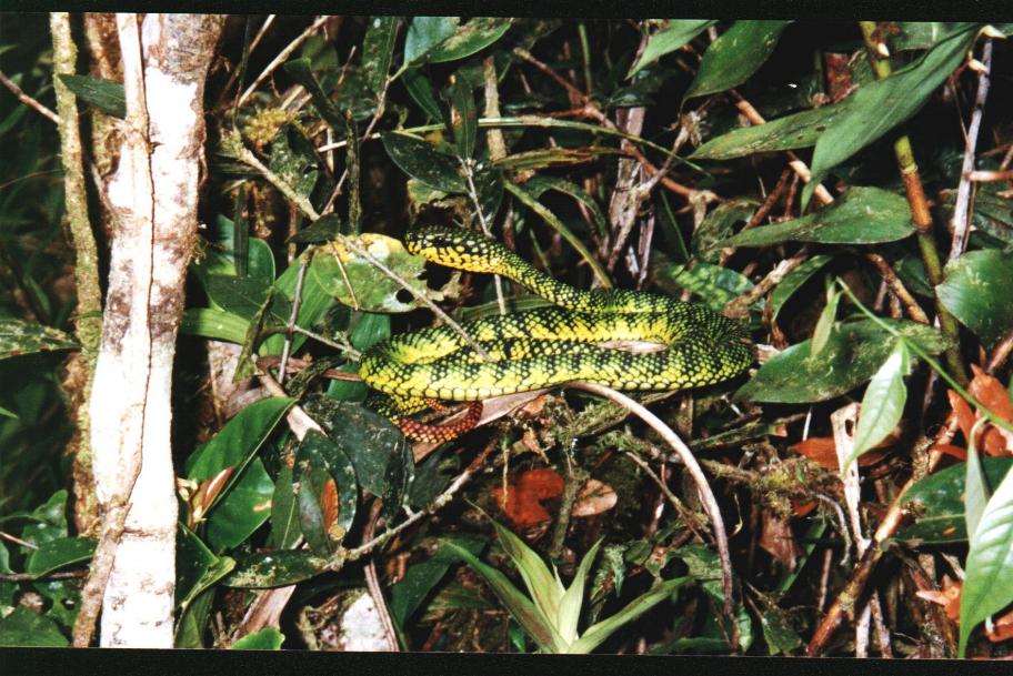 snake